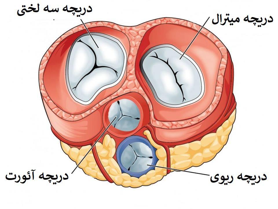 علائم، علت و درمان تنگی دریچه آئورت|دکتر فروزان نیا جراح قلب